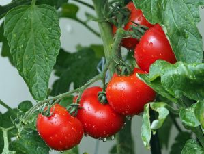 plant-tomato